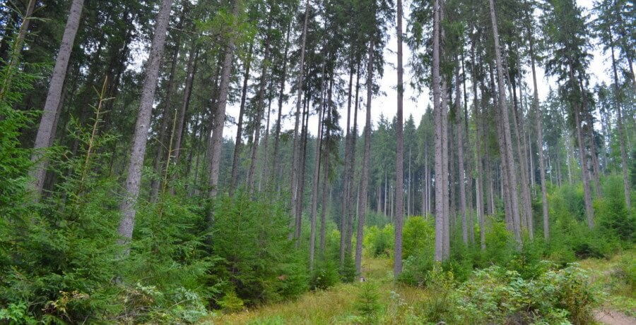 Sendero en bosque de los Cárpatos