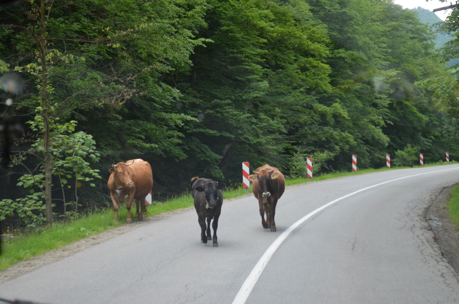 conducir en rumania