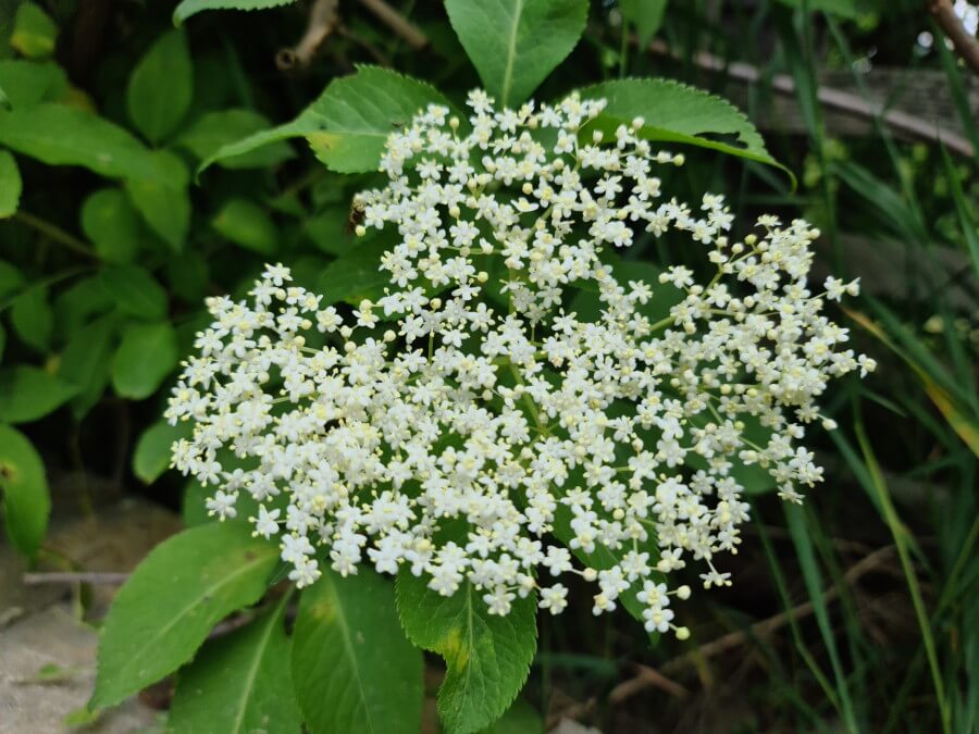 beneficios del saúco