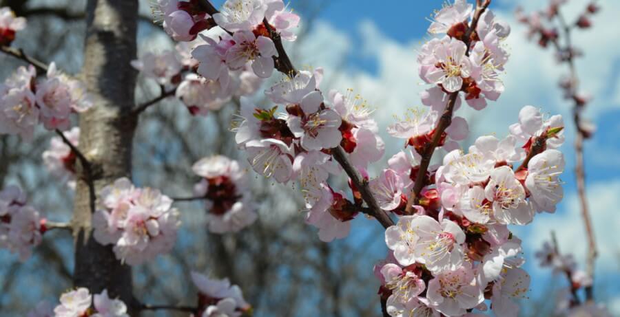 mejores lugares para fotografiar la primavera en Rumanía