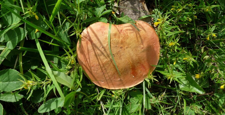 viajes de micologia carpatos rumania